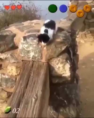 [OoT] The Legend of the Cat