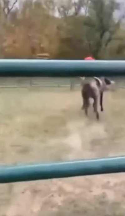 Trying to sell an untrained horse with a demo