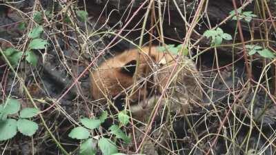 Urban red fox having a nap next to a railway line (Glasgow, Scotland)