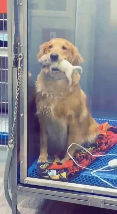 - Look my puppy, I make him... me... myself, hooman!