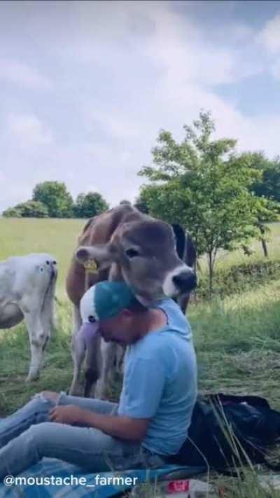 A peaceful moment out in the field with the cows