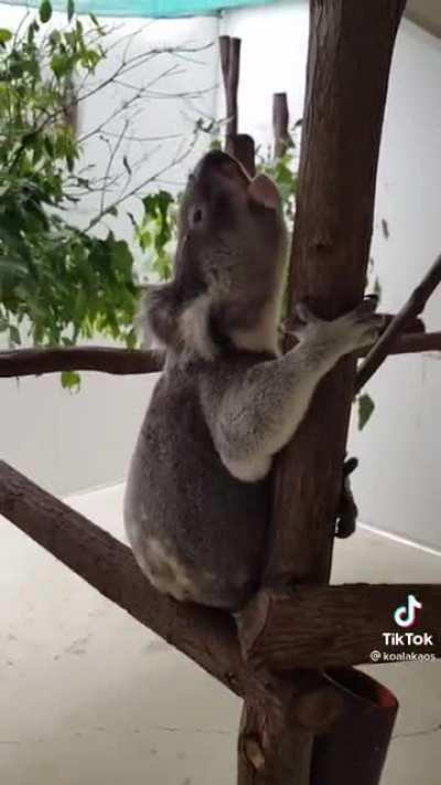 A koala's laugh when getting tickled