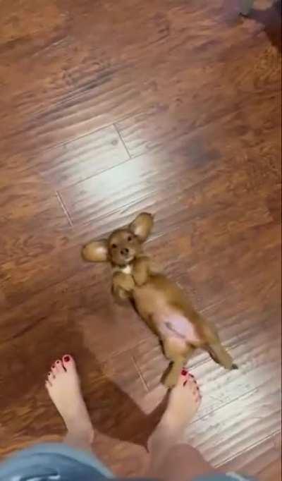 Belly Scratches, Plz 🥰🥰🥰