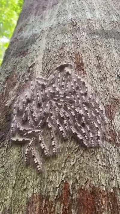 caterpillars reaction to sound