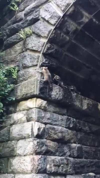 What is their espionage mission?