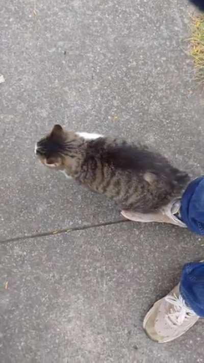 My grandmothers kitty