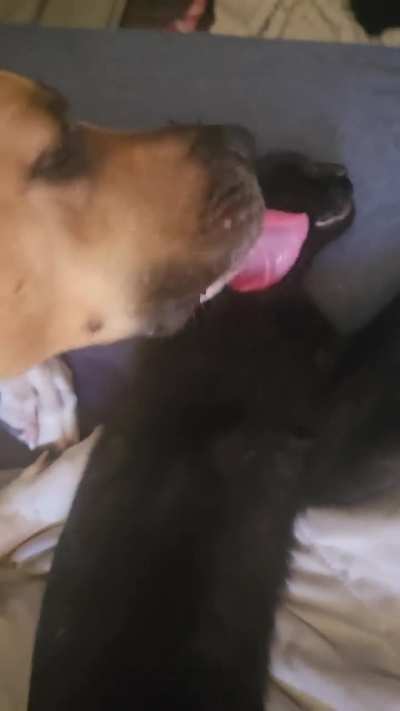 Loving on her void sister