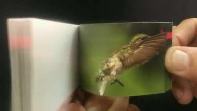 That’s the most involved Nature Flipbooks imagery I've ever seen.