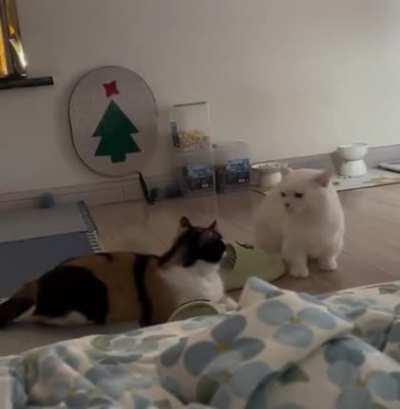 non-contact fighting