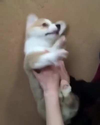 No, NO! I'm being ambushed!! ...do it again.