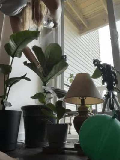 They say “plants are boring,” yet i have to create a hurricane for my fiddle leaf fig every week or it will literally commit suicide