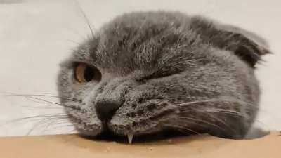 Real chomps from the fluffy snek, catodile, hippocatamus creature