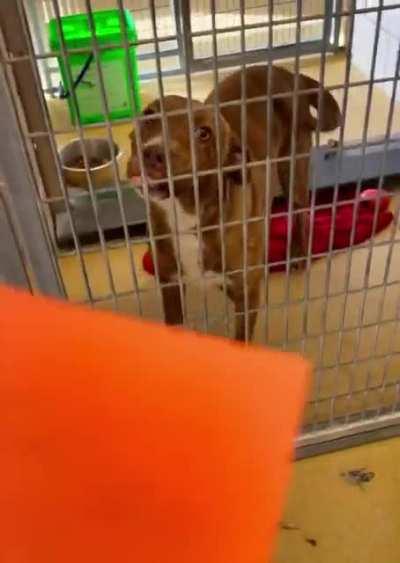 Harvey on hold to be adopted :)