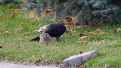 Crow killing a Hare leveret, while its mother does nothing