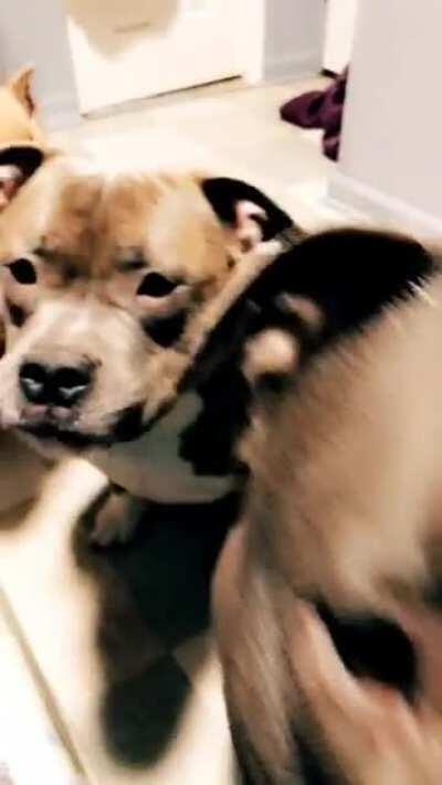 Hungry Hungry Hippos