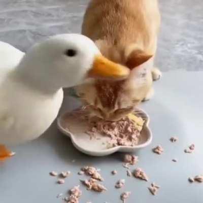 Dont mess with the duck