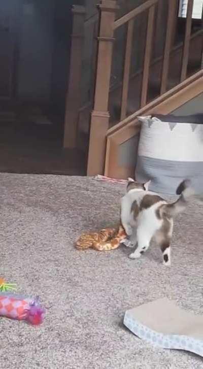 Cinnabon and her Snake