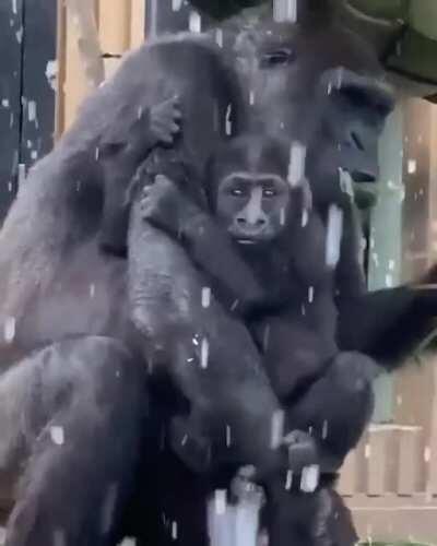 Baby Gorilla is not used to snow, wants mama to protect him from it.
