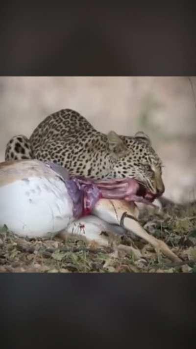 Devouring fresh impala out of the womb