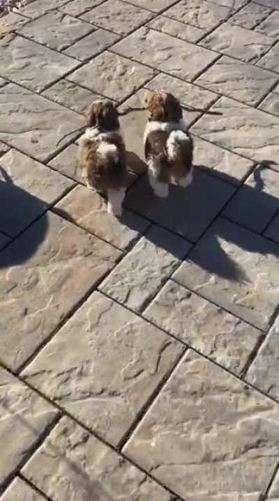 Help me carry this heavy branch