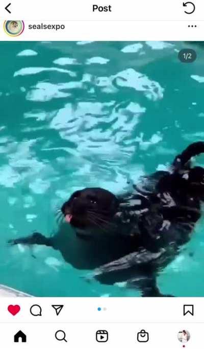 When someone says there’s a cuter animal than me