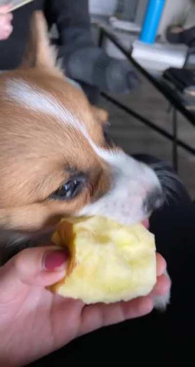smol corg chomping on an apple