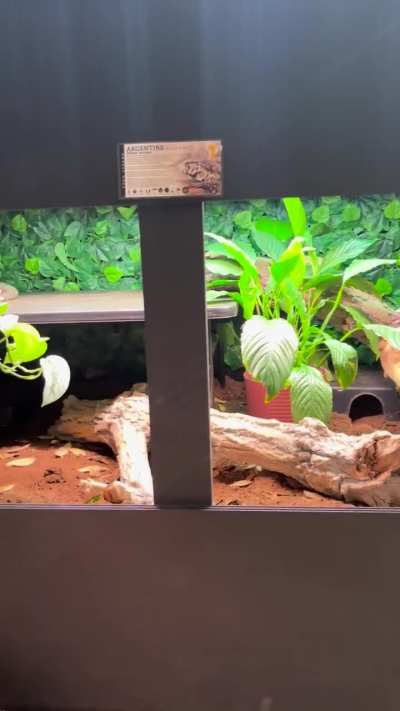 Lucy’s new enclosure