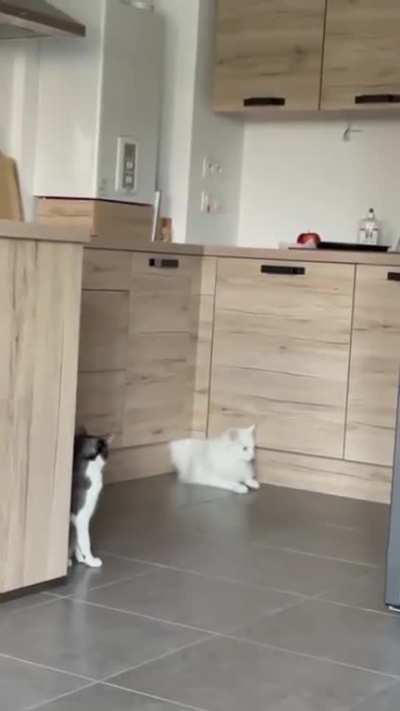 Cats are liquid.. 😂