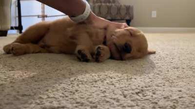 Your moment of zen......(volume up)