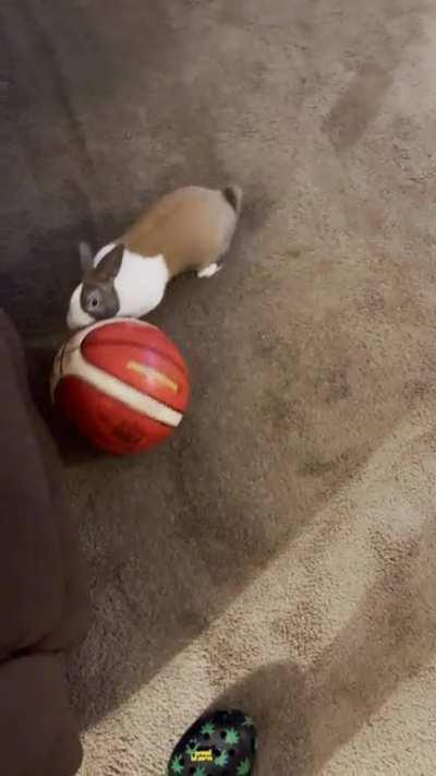 He is obsessed with this ball!
