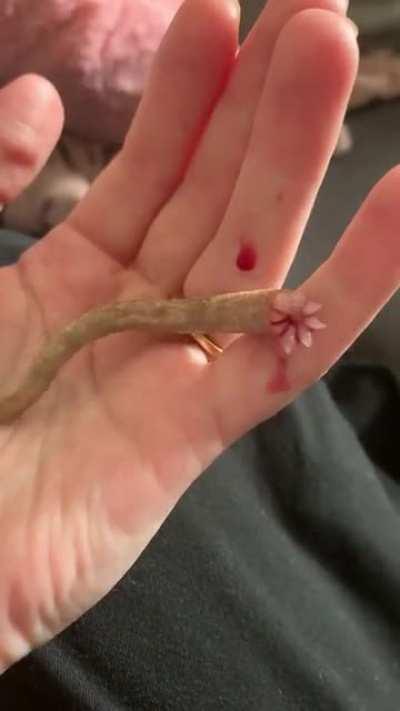 My gecko’s tail after it was dropped by the gecko