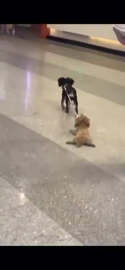 Helping a tired friend at the airport