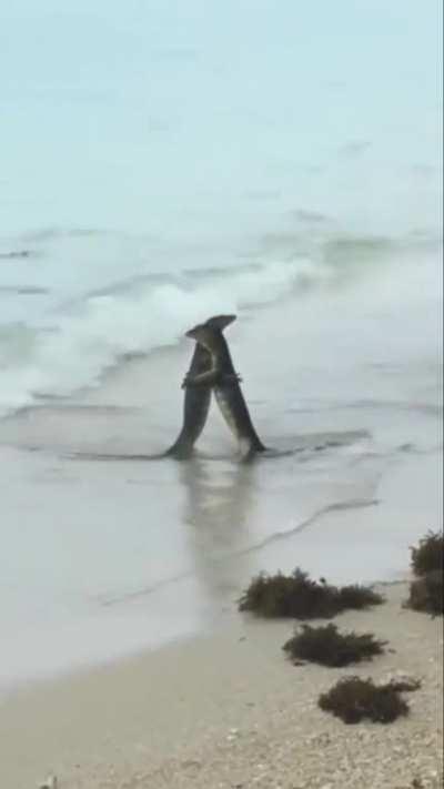 Two Monitor Lizards Hugging.