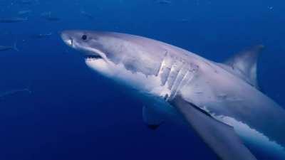 Beautiful big Great White at Guadalupe Island! Be calm and cage dive.