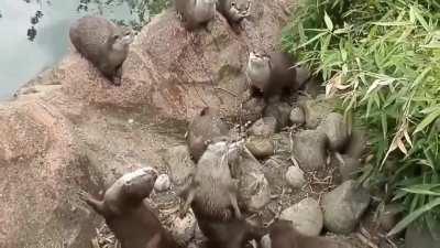 🔥 A butterfly and curious otters