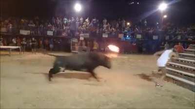 Big balls, small brain