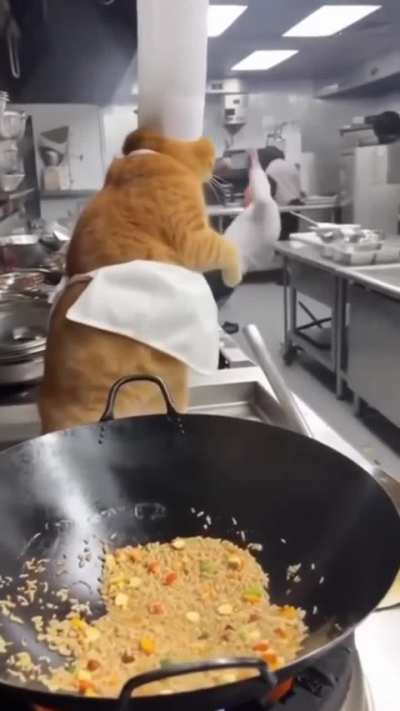 Wisker dont like to take orders