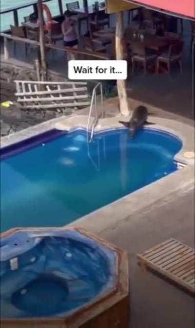 国外一只海豹每天到渡假村泳池的躺椅上休息