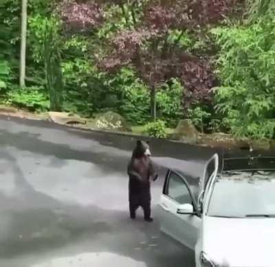 Bear is surprised at an opened car door