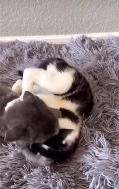 Illegally Smol Combat