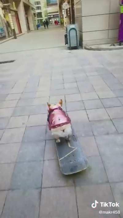 Tony hawk version perro 😳