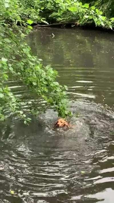 Threw in a stick which she mistook for the tree branch, continued like this for a good few minutes and wouldn’t let go for anything. Only stopped when I snapped the tree branch off.