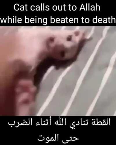 Bingus calls upon his faith