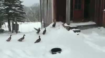 Duck no!!! It’s cold out here!