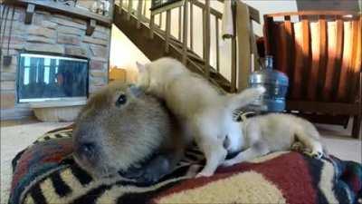 A capybara named JoeJoe is serving as the foster parent for a group of husky pups whose mother was unable to care for them