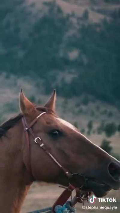 Horse wants to be introduced