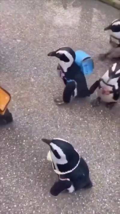 Penguins going on a school trip.. 😊