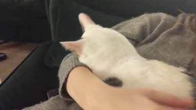 He loves to bury his face