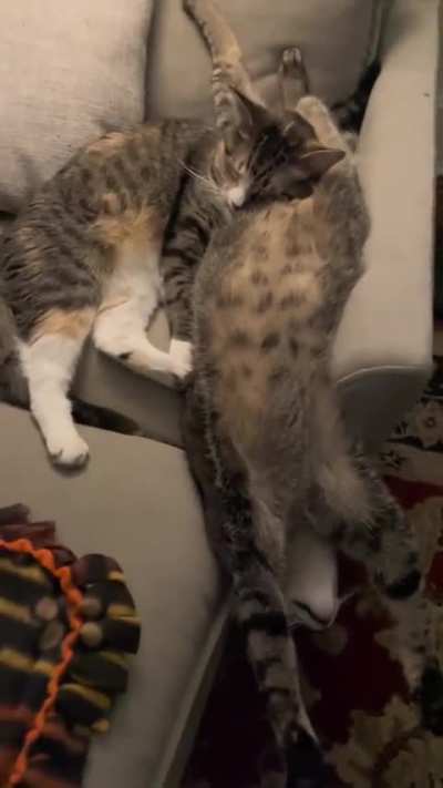 There’s no caption that I could come up with that could ever be good enough for this video.