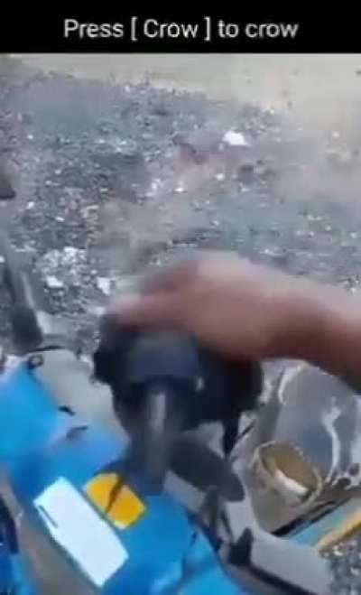 Press [ Crow ] to crow